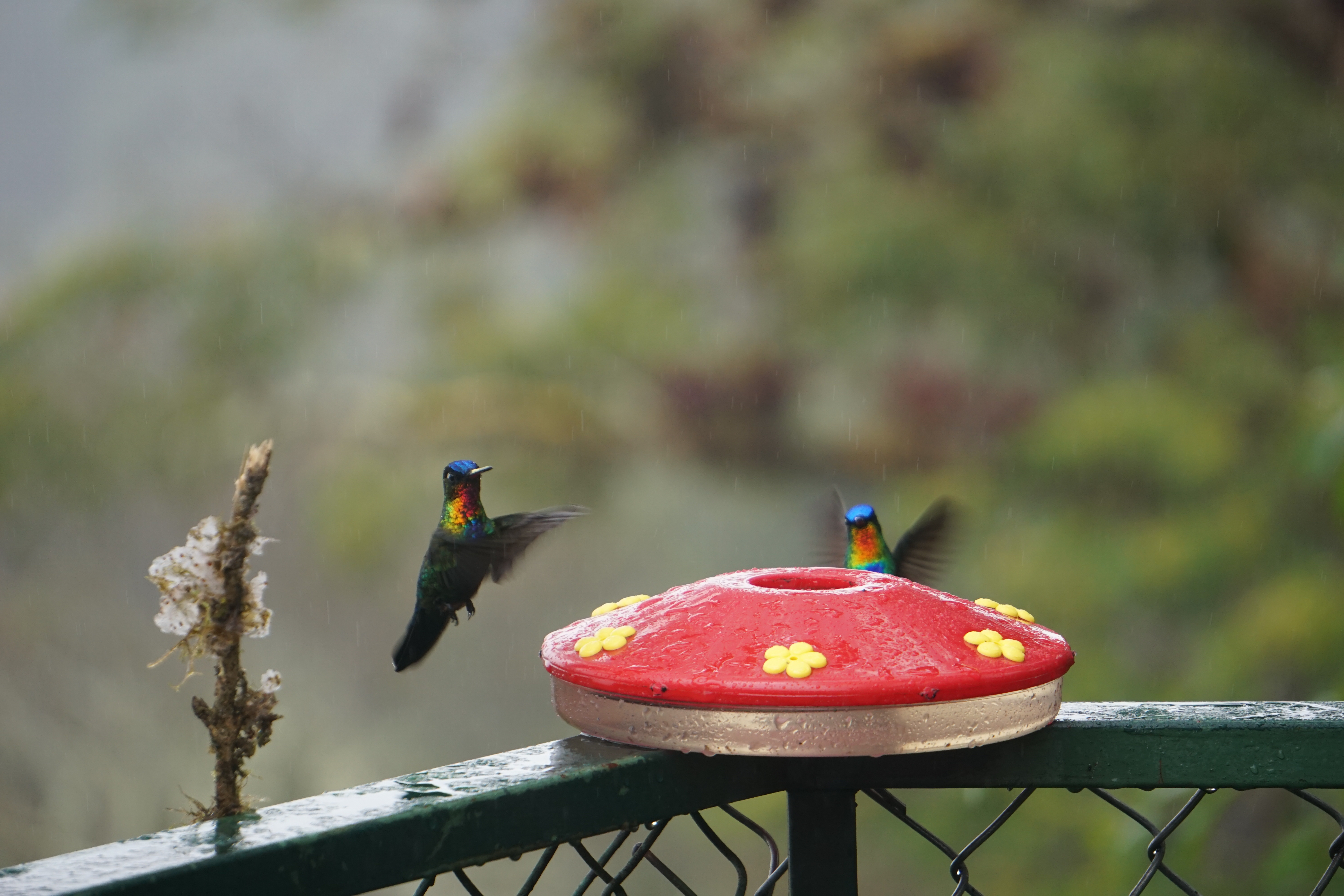 hummingbirds in Costa Rica with Paracrane.com